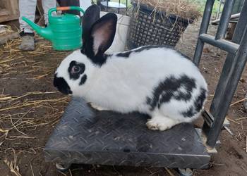 Króliki młode duże