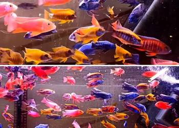 Aulonacara,ryby, rośliny akwariowe