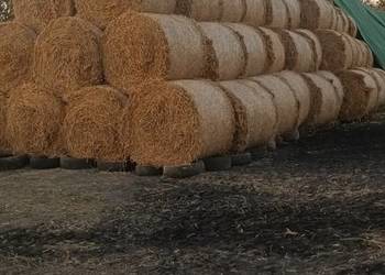 Bole słomy tegoroczne owsiane, pszenne, pszenżytnie