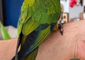 Konury słoneczne, konura słoneczna