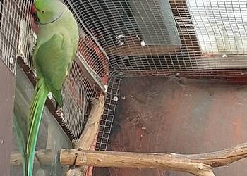 Aleksandretta Obrożna samiec