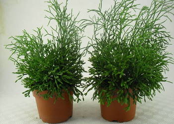 Kwiaty  RHIPSALIS - PAŁECZNIKI  -