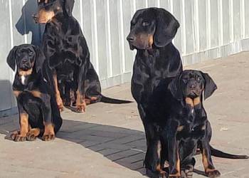 Szczeniaczki gończy polski