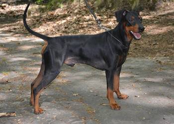 PINCZER ŚREDNI NIEMIECKI - ZAPOWIEDŹ - REZERWACJA - czarne podpalane