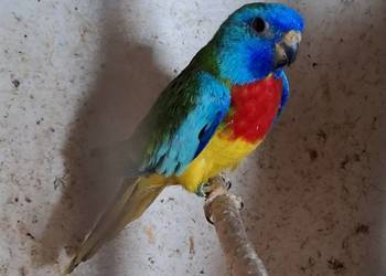 Papugi lakowki wspaniale