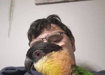 Barwinka czarnogłowa oswojona i dzikie