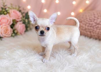 Chihuahua krótkowłosa sunia ZKwP FCI!