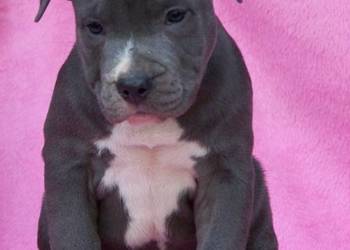 American Staffordshire Terrier Blue