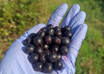 Aronia wysyłka cała Polska