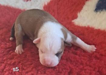 Amstaff ZKWP FCI śliczna suczka