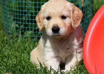 Golden Retriever szczenięta ZKWP FCI