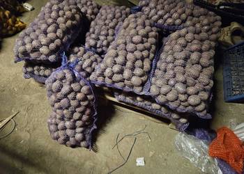 Ziemniaki sadzeniaki Baltic Rose