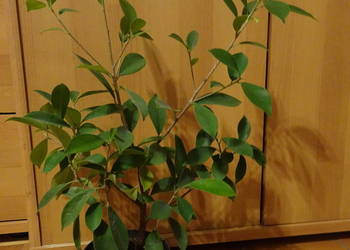 Ficus / fikus Benjamina