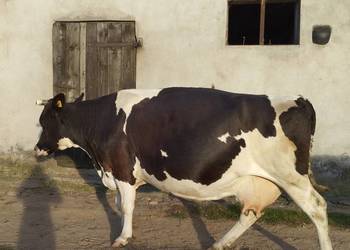 Sprzedam krowy cielne