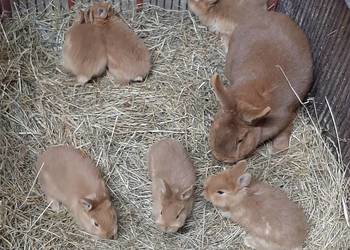 Samica z młodymi nowozelandzki czerwony