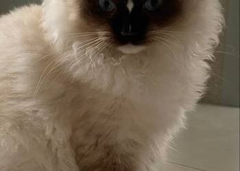 Kotka wystawowo-hodowlana FPL ragdoll