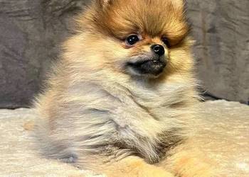 Szpic miniaturowy, Pomeranian - ORANGE
