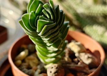 Crassula Kimnachi Buddha’s Temple grubosz sukulent miniatura