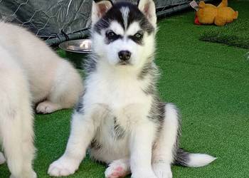 Siberian husky girl