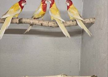 Rozzella Białolica Lutino