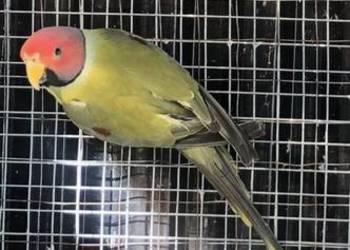 Aleksandretta śliwoglowa para lęgowa z woliery