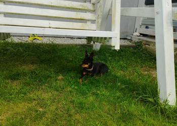 Szczeniaki mieszańce