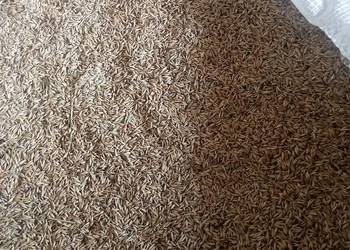 Owies że zbiorów  z 2025 roku