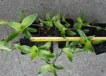 Złoty wąs- Callisia fragrans- zestaw sadzonek 5szt.