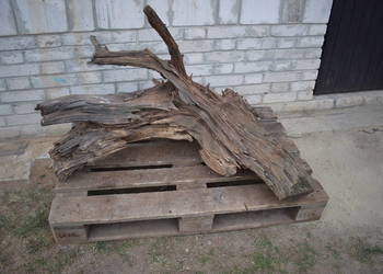 Niepowtarzalny korzeń ozdobny do ogrodu