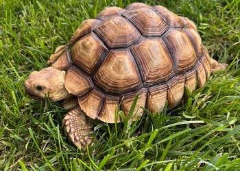 Zółw pustynny żółw lądowy centrochelys sulcata