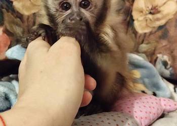 Małpka Kapucynka czubata dzoewczyna
