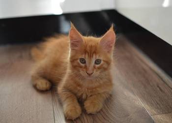 Kotek main coon z rodowodem