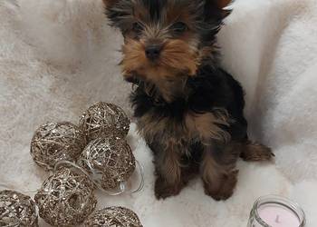 Mała dziewczynka yorkshire terrier