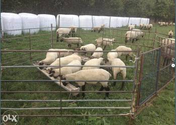 Sprzedam Jagniecina branina Jagnieta rzeźne lub do hodowli