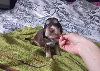 Cocker Spaniel Angielski Piesek