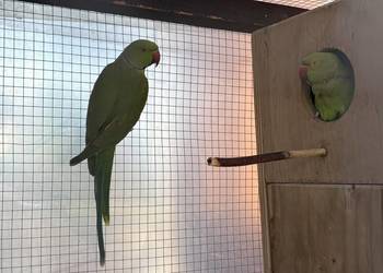 Aleksandretta obrożna samica