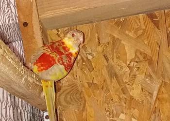 Świergotka seledynowa samiec 2025r