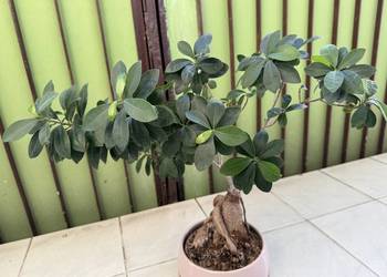 Fikus - Bonsai + doniczka