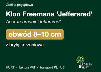 Klon Freemana 'Jeffersred' obwód 8-10 cm, z bryłą – HURT