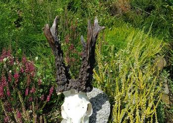 PAROSTKI REKORD ŚWIATA PAROSTKI REKORD ŚWIATA