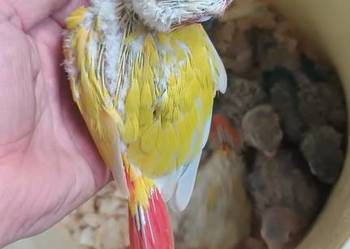 Papugi rudosterki ręcznie karmione