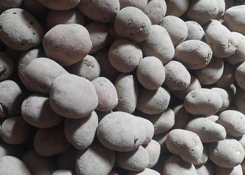 Ziemniak odpadowy sadzeniaki belarosa