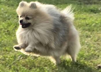 Pomeranian szpic miniaturowy zkwp FCI