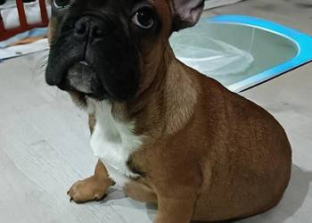 Buldog Francuski Szczenięta