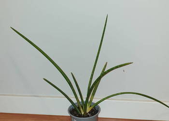 Sansewieria, sansa cylindryczna, duża, wysokość 35cm