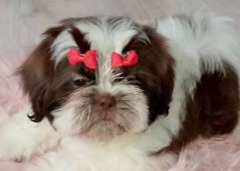 Gotowa do odbioru suczka rasy Shih-Tzu