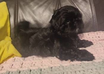 Shihtzu czarna suczka