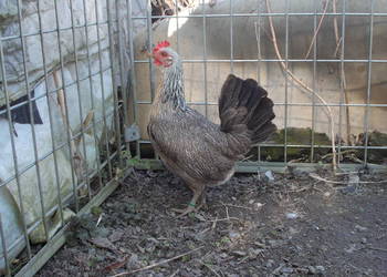 Liliputki złociste i srebrzyste para kogut + kura, kury Karzełki