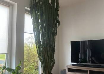 Ogromny i imponujący wilczomlecz do dużego salonu w egzotycznym stylu.