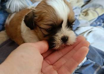 Szczenięta shih-tzu polecają się do rezerwacji